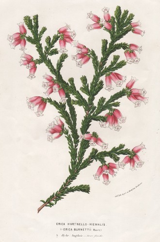 Erica hartnello hiemalis - erica,