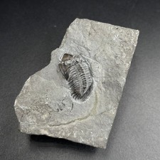 Greenops boothi Trilobite