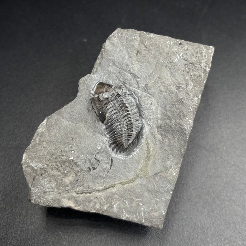 Greenops boothi trilobite - greenops,