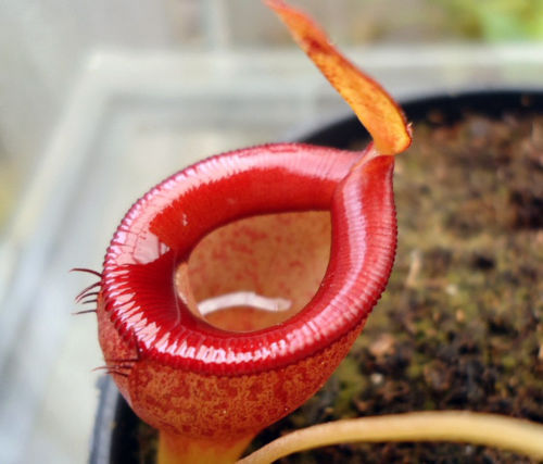 Semi nepenthes eymae - 5,