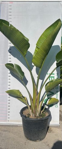 Pianta strelitzia nicolai - di,