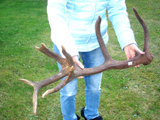 Asta di lancio 2,6 kg, cibo