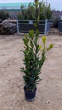 Piante alloro vaso 18 - di,