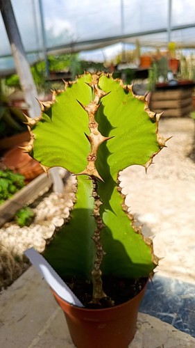 Euphorbia cooperi succulente