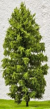  3 X Albero Modellismo H0