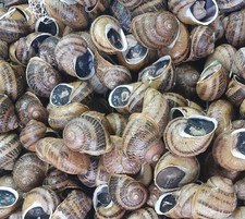 Lumache Helix Aspersa Maxima