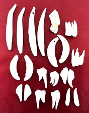 LOTTO DI DENTI DI CINGHIALE E CAPRIOLO