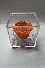 Rosa Arancione Stabilizzata