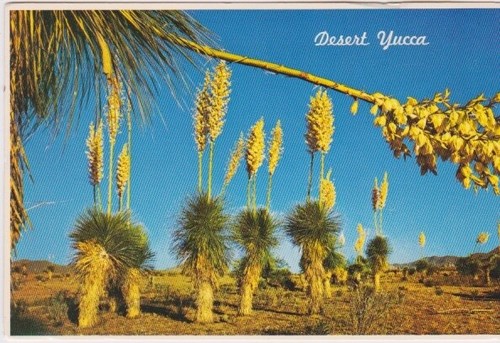 Desert yucca - desert,