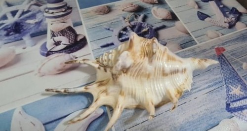 Conchiglie collezione - da,