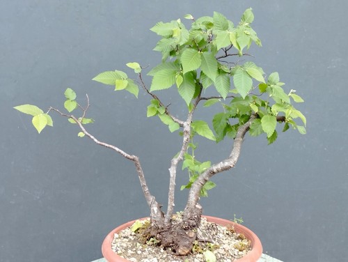 Pre bonsai carpino - bonsai,