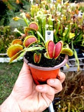 Dionaea Muscipula "Bloody