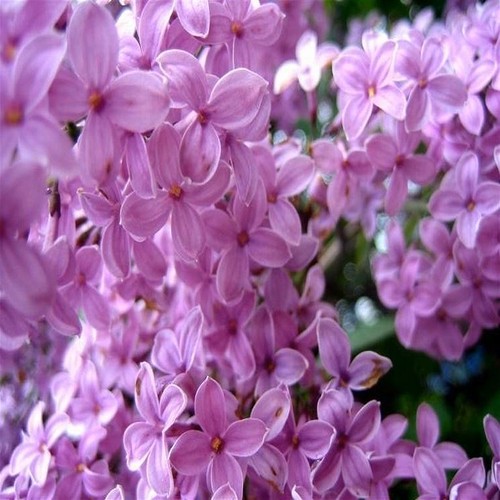 Pianta lilla fiore viola - di,
