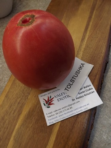 Pomodoro tolstjushka dalla - pomodoro,