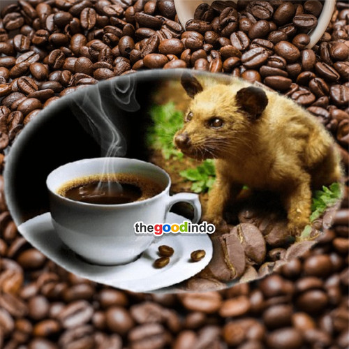 Premium wild kopi luwak - kopi,