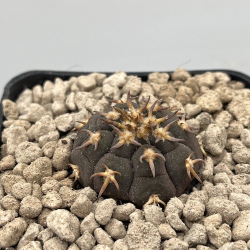 Gymnocalycium spegazzini var - spegazzini,