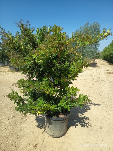 Ligustrum texanum cesp - texanum, cesp.55
