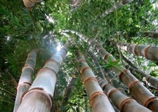 Semi bambu dendrocalamus - 20, di