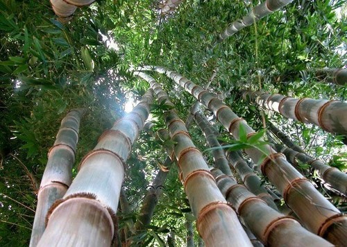 Semi bambu dendrocalamus - di,