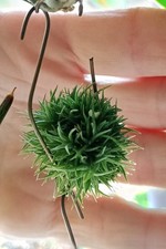 Tillandsia -  Teddy Bear - aeranthos 