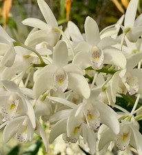 Dendrobium Species Alba 4N