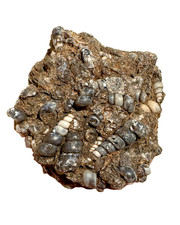 Bellissimo esemplare fossile