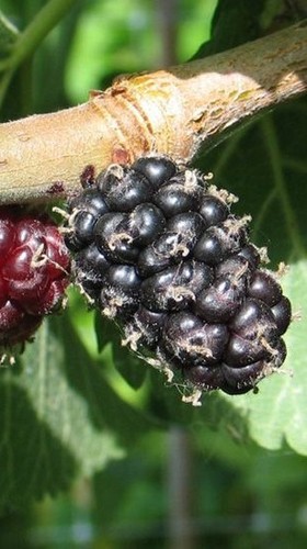 Pianta gelso regina - gelso,