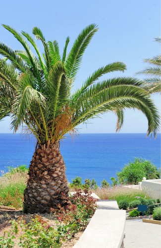 Phoenix canariensis palma - -,