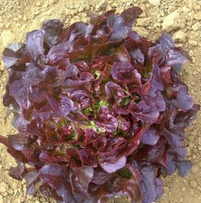 800 SEMI DI LATTUGA FOGLIA DI