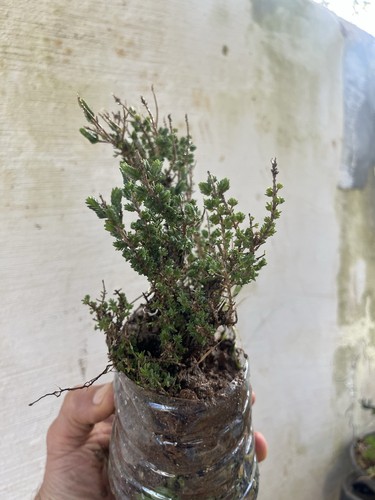 Bonsai timo macchia - timo,