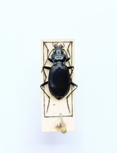 Entomology taxidermy - taxidermy,