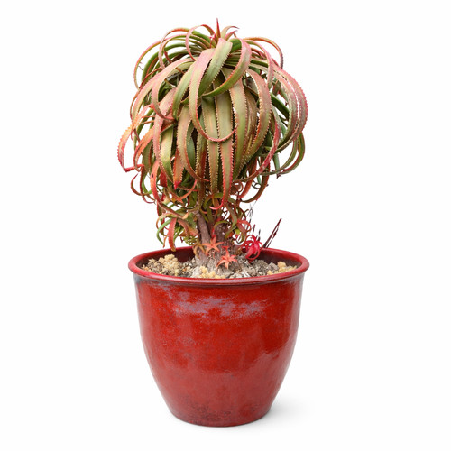 Aloe pluridens seeds semi - pluridens,