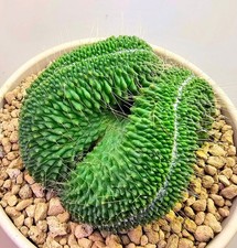 Bellissima mammillaria potente - mammillaria,