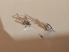 LIMA COPPIA PANTOGRAFI QUADRI