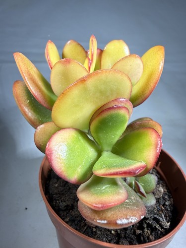 Crassula ovata tramonto - crassula, cv