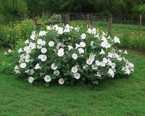 Datura white - datura,