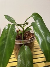 Philodendron Spiritus Sancti