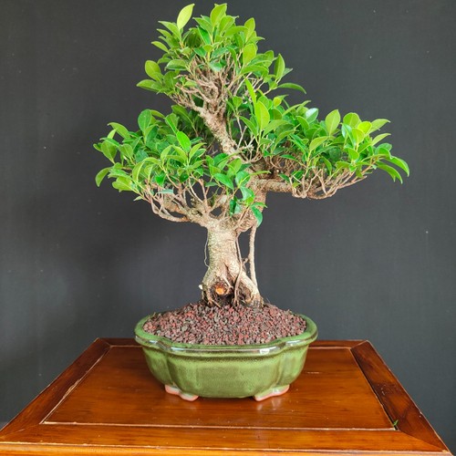 Bonsai ficus retusa - bonsai,