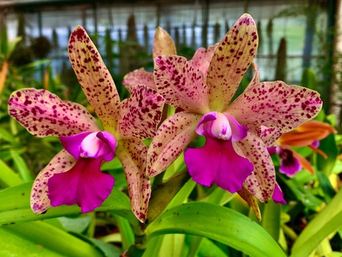 Cattleya phyton tiger ibrido - tiger,