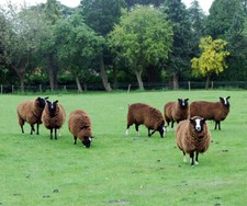 Photo 6x4 Zwartbles sheep at Home Farm, Broadwell These striking looking  c2009