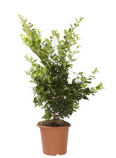 Ligustrum Texanum - Piante