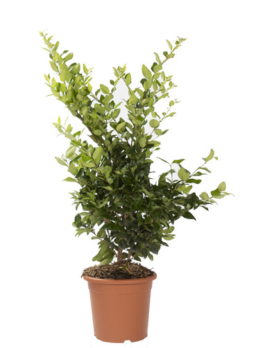 Ligustrum texanum piante - texanum,