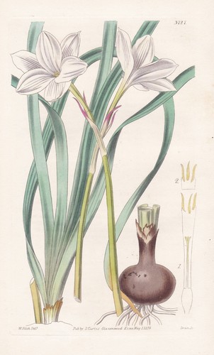 Cooperia pendunculata texas - pendunculata,