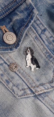Springer spaniel dog pet - spaniel, pin