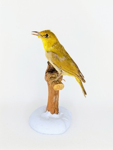 Taxidermy cabinet de - taxidermy,,
