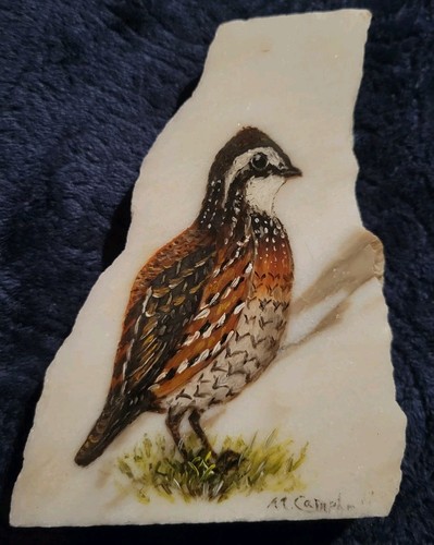 Quaglia northern bobwhite - quaglia,