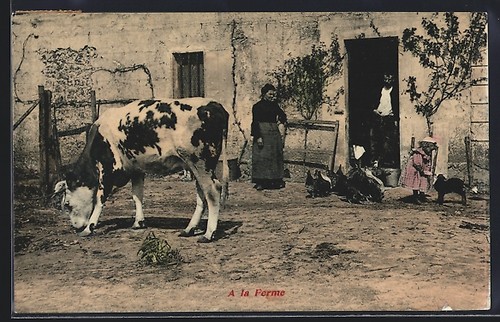 Cartolina mucca davanti una - mucca,