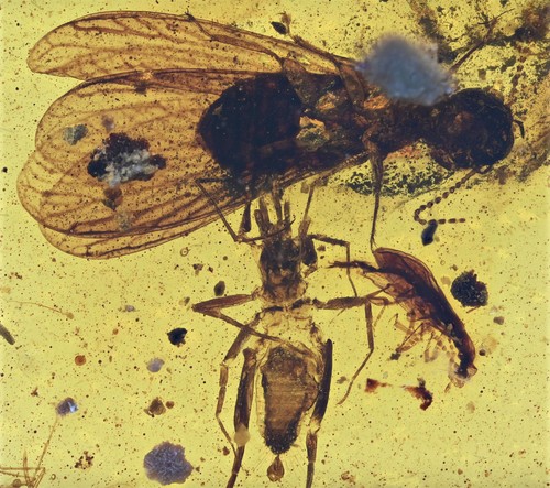 Raro whipscorpion che attacca - whipscorpion,