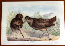 "BECCACCIA" - ED. OLIMPIA - CACCIA - VENATORIA A, MANZELLA STAMPA   