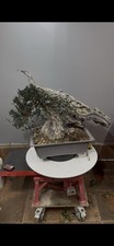 Bonsai Di Olivastro Yamadori
